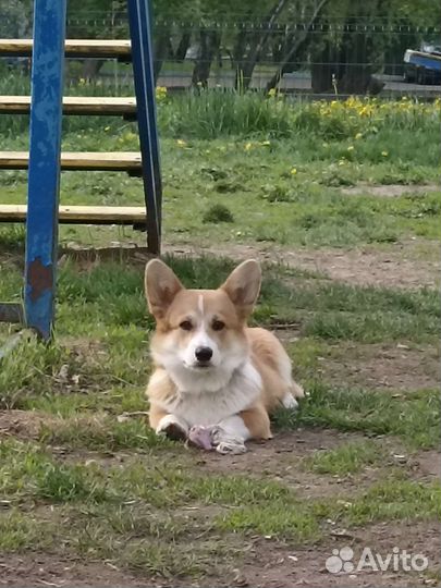 Выгул собак