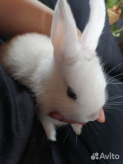 Карликовые крольчата