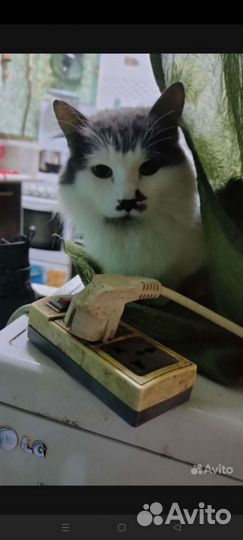 Коты бесплатно