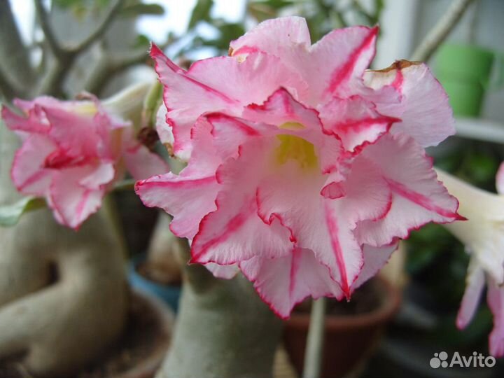 Комнатные растения