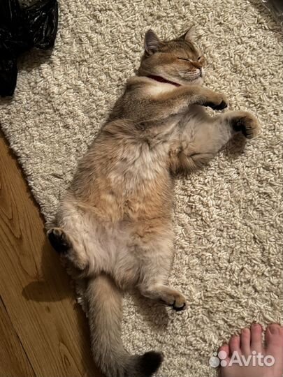 Кошка золотая шиншилла