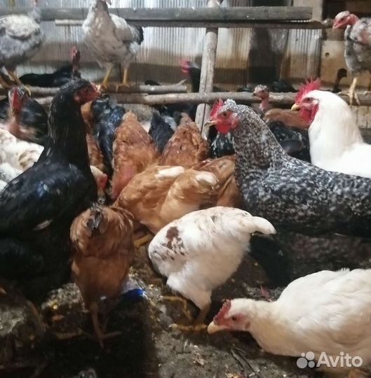 Молодые курочки и петушки