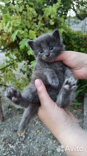 Котята 4шт в добрые руки (мальчики)