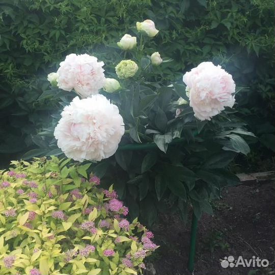 Анатолий Скакодуб