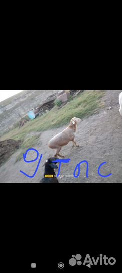 Бараны,овцы