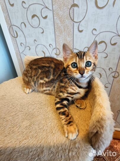 Бенгальская девочка, бенгалы