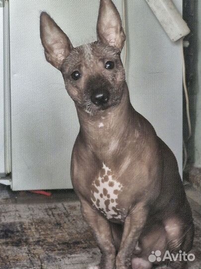 Вязка китайская хохлатая