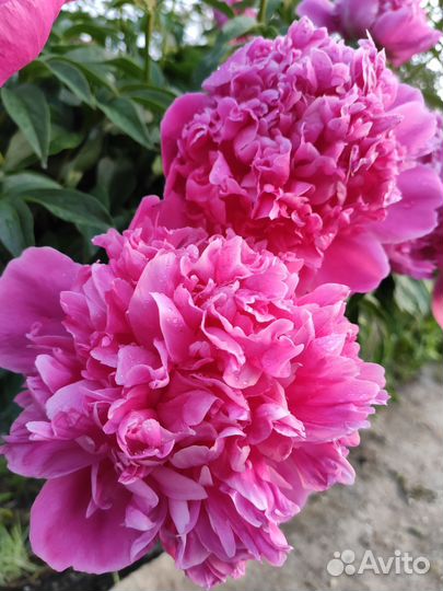 Пион (Очень Ароматный )