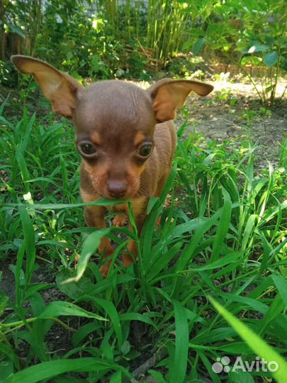 Мини той-терьер