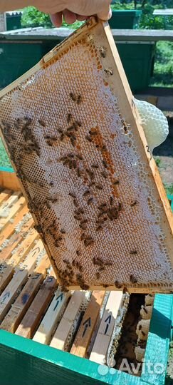 Мед чистый местный