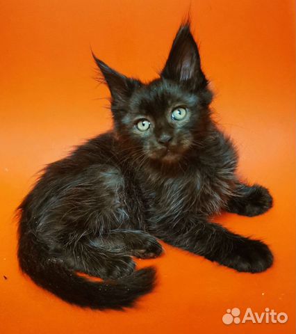 Мейн-кун кошка черная солидная объявление продам