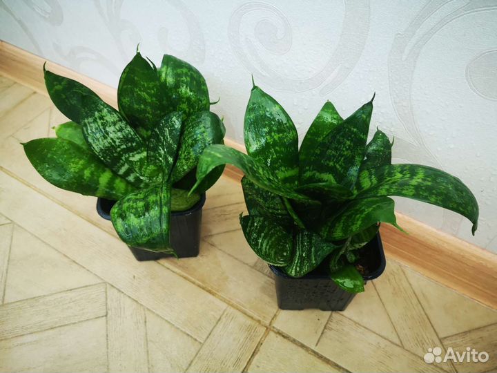 Сансевиерия ханни