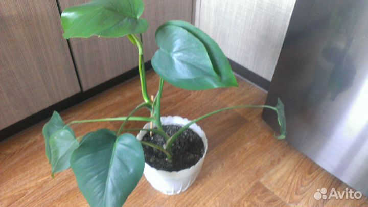 Монстера деликатесная. Панданус