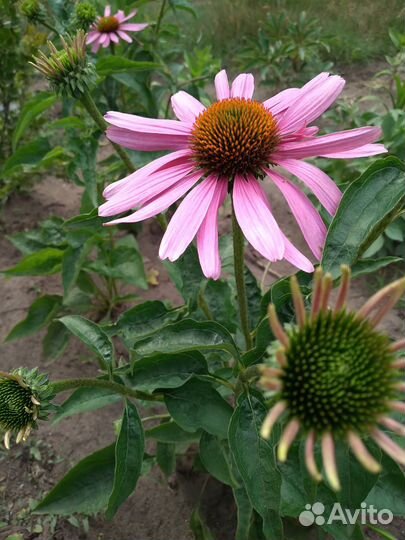 Эхинацея