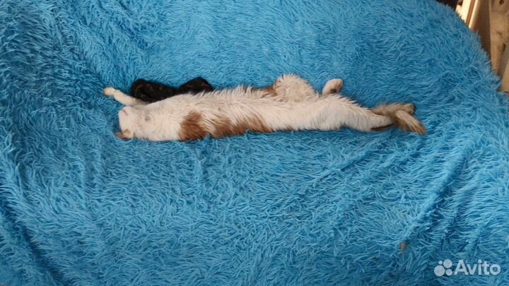 Передержка для кошек и собак