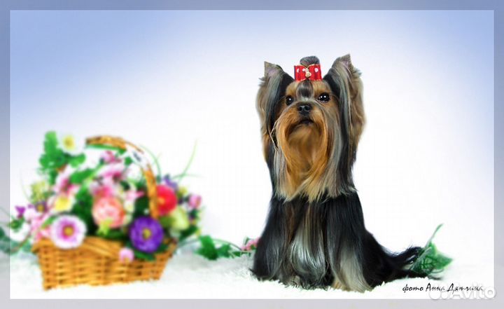 Банты для выставок