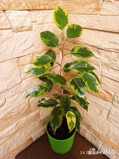 Спатифиллум Джемини(обн. 03.03.2024)