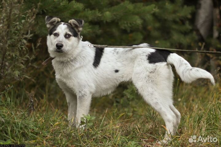 Собаки Снежинка