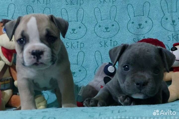 Американский булли