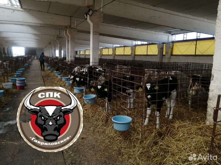 Липецкие Бычки молодняк