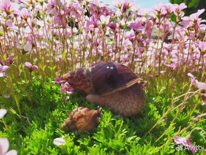 Растения для альпийской горки