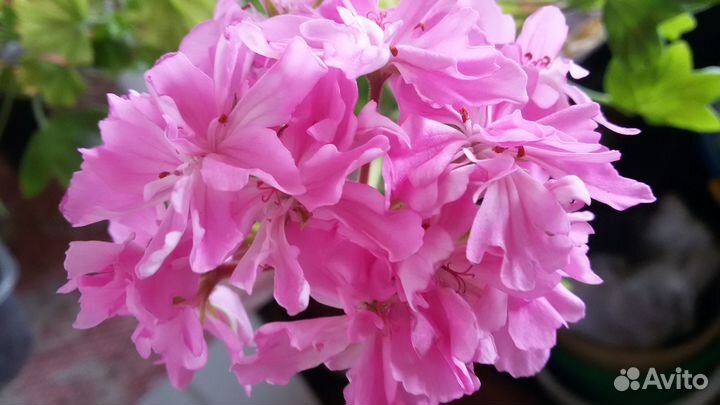 Пеларгонии элитные