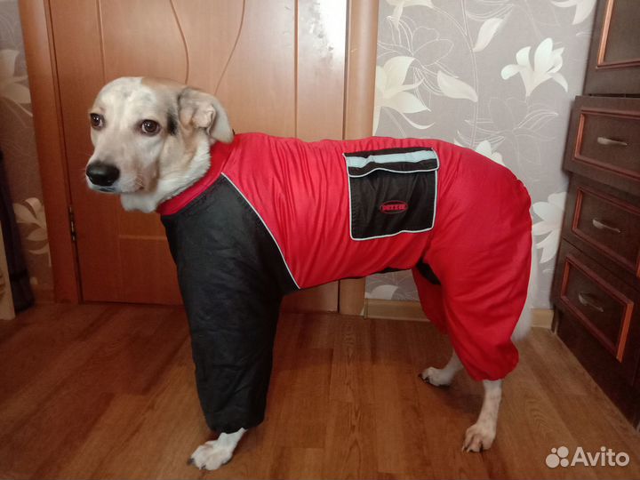 Комбинезон зимний для собак
