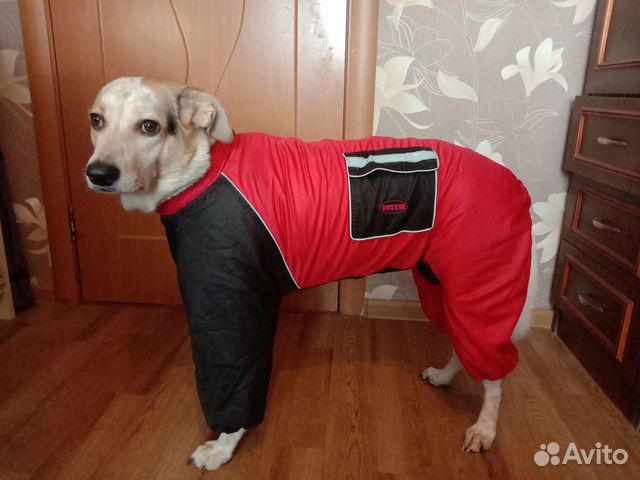 Комбинезон зимний для собак