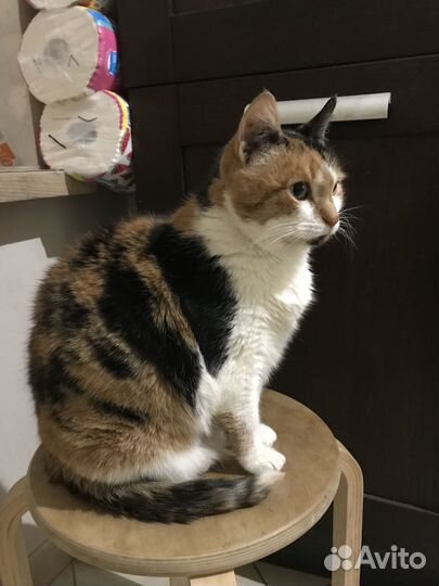 Кошка в дар трехцветная Диско Шар