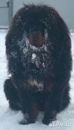 Собака тибетский мастиф пара