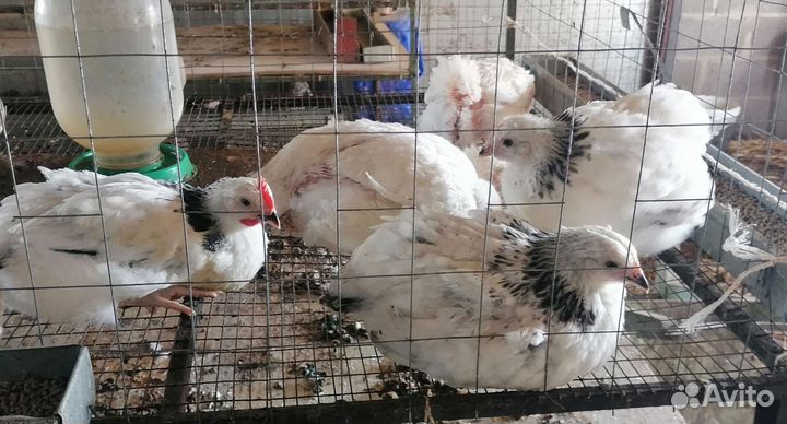 Цыплята породных кур несушек