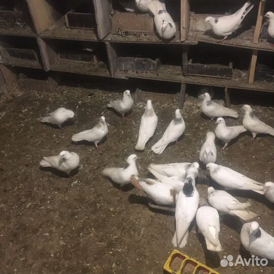 Голубей Армянские мраморные шейки