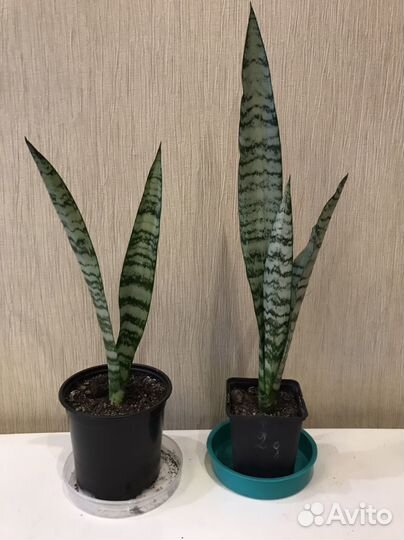 Комнатные растения