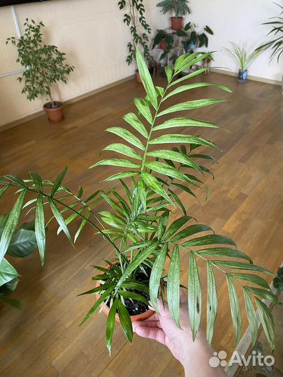 Комнатные растения