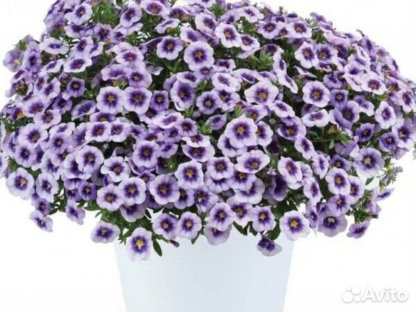 Цветущие растения