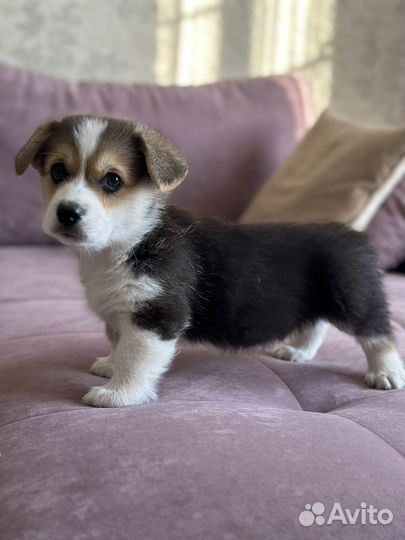 Щенки корги