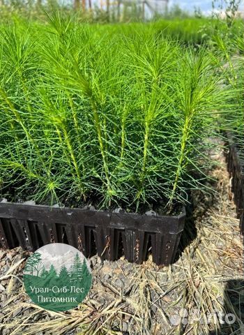 Зкс и окс Сосна Ель Лиственница сеянцы Голуб горн