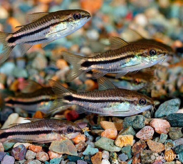 Сомик пигмей