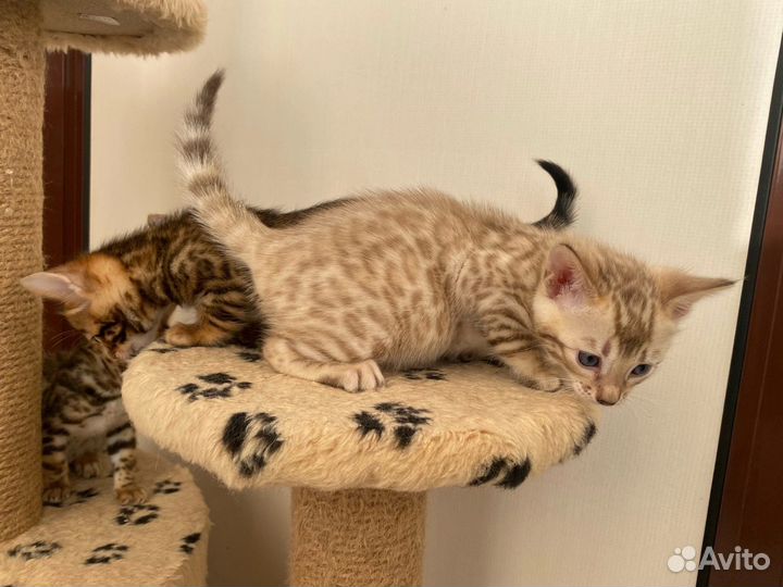 Бенгальские котята