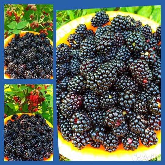 Вкуснейшая бесшипная ежевика- элитные сорта