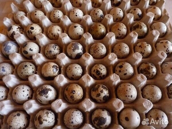 Живые перепела, яйцо инкубационное
