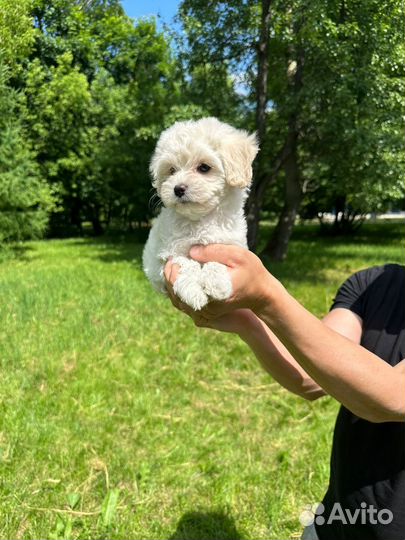 Щенки мальтипу