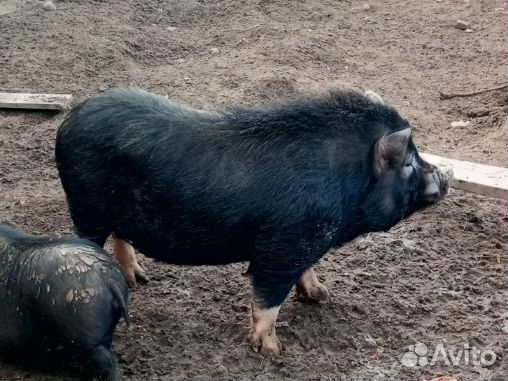 Вислобрюхие свиньи, хряк