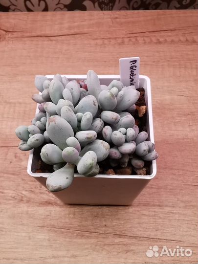 Суккуленты 1