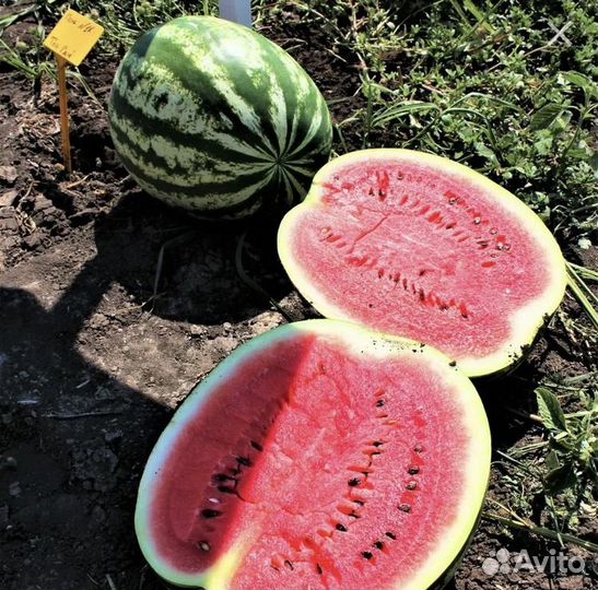 Арбуз оптом продать