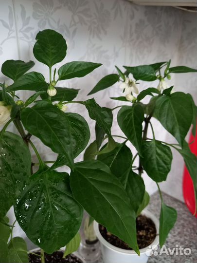 Перец комнатный острый