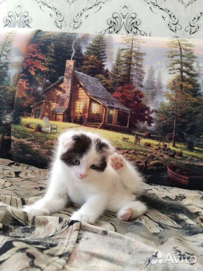 Котенок мальчик