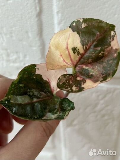 Сингониум клубничный лед galaxy