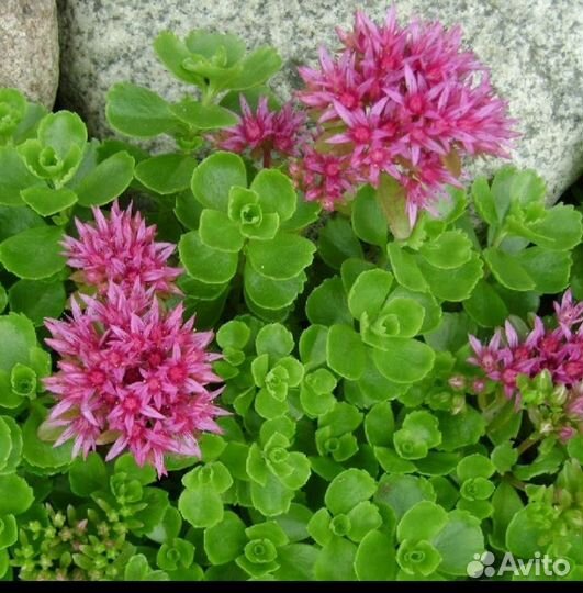 Многолетние цветы