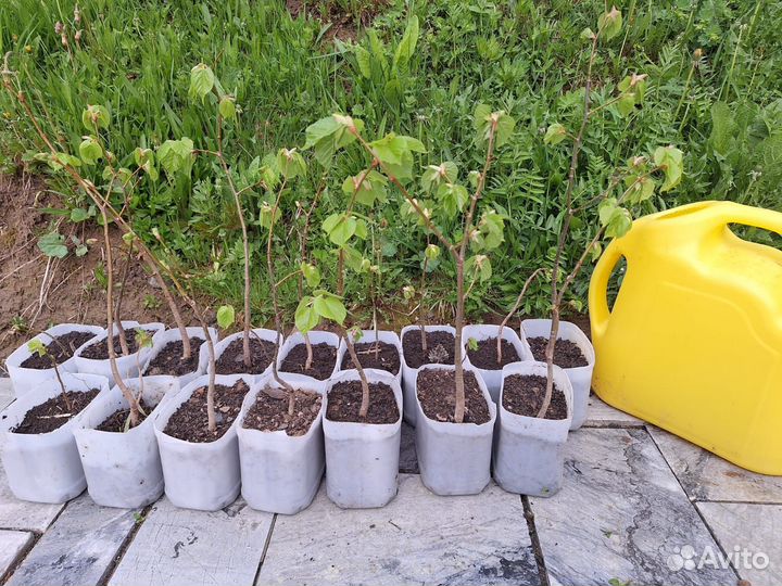 Саженцы дуба и липы